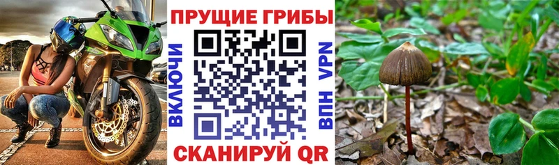 купить   Нижний Новгород  кракен зеркало  Псилоцибиновые грибы ЛСД 